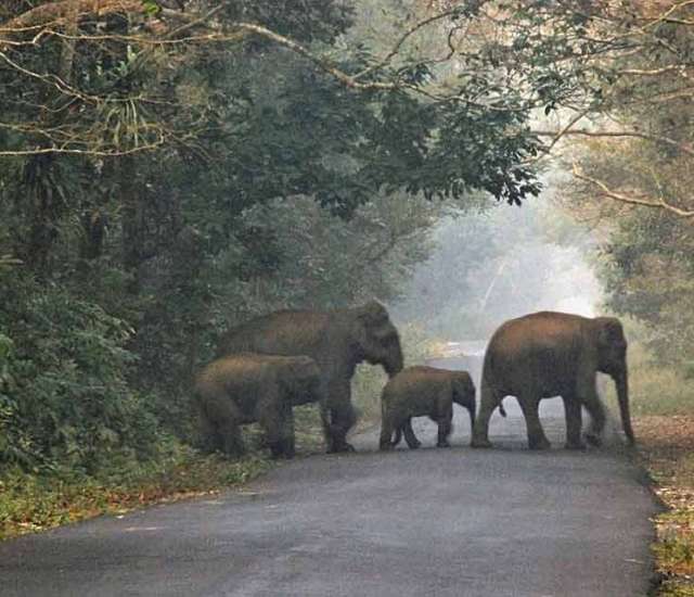 GREEN DOOARS Jaldapara 1N - Lataguri 2N