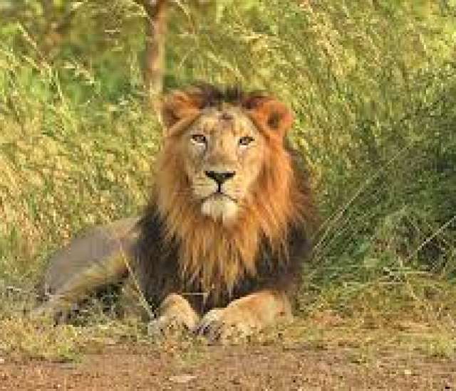 RISING -  WILDLIFE  AND  BEACH  LOVERS